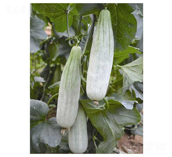 �¸��������-��ϷN��-�֮���r�I(y��)