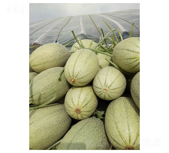 ������25-��ϷN��-��ϲ�r(n��ng)�I(y��)