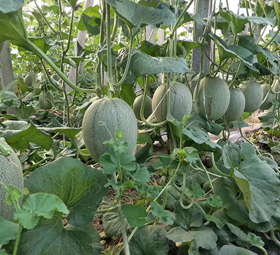 ������-��ϷN��-��ϲ�r(n��ng)�I(y��)