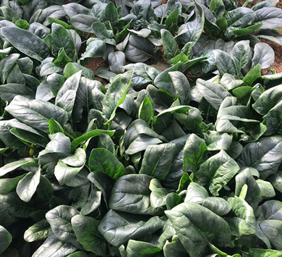 ���˷N��-��ϲ�r(n��ng)�I(y��)