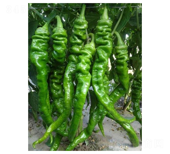 �ݽz���N��-��ϲ�r(n��ng)�I(y��)