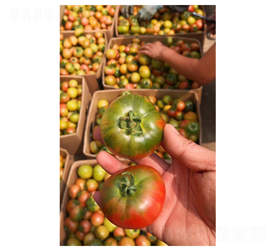 ��ݮ���ѷN��-��ϲ�r(n��ng)�I(y��)