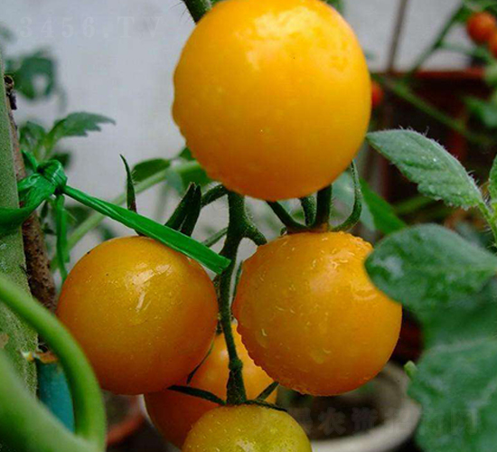 �ԑٙ���-���ѷN��-��ϲ�r(n��ng)�I(y��)