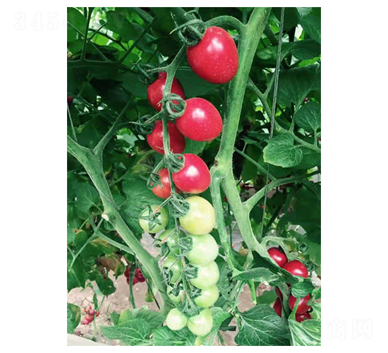 ǧ��-С���ѷN��-��ϲ�r(n��ng)�I(y��)