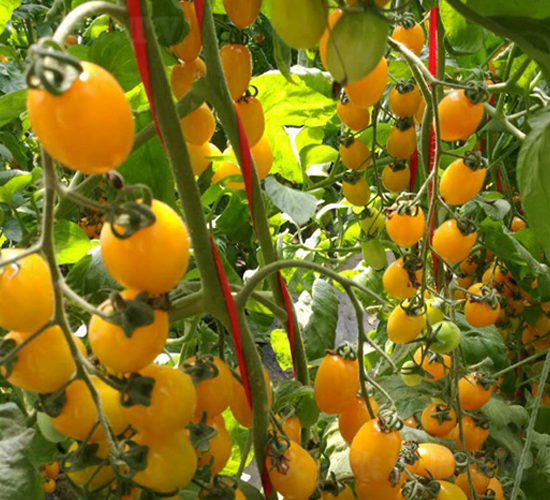 �_��12̖-С���ѷN��-��ϲ�r(n��ng)�I(y��)