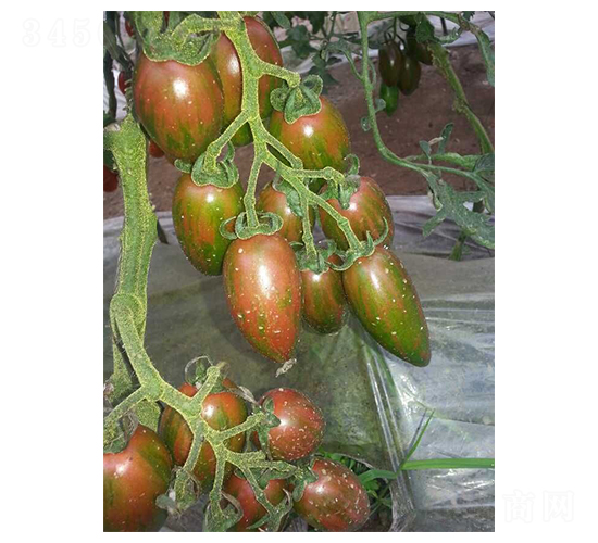 ������-С���ѷN��-��ϲ�r(n��ng)�I(y��)