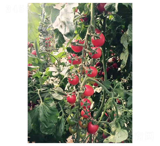 ���p�A-С���ѷN��-��ϲ�r(n��ng)�I(y��)