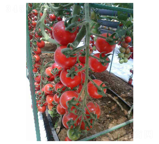 С��133-�������t���N��-��ϲ�r(n��ng)�I(y��)