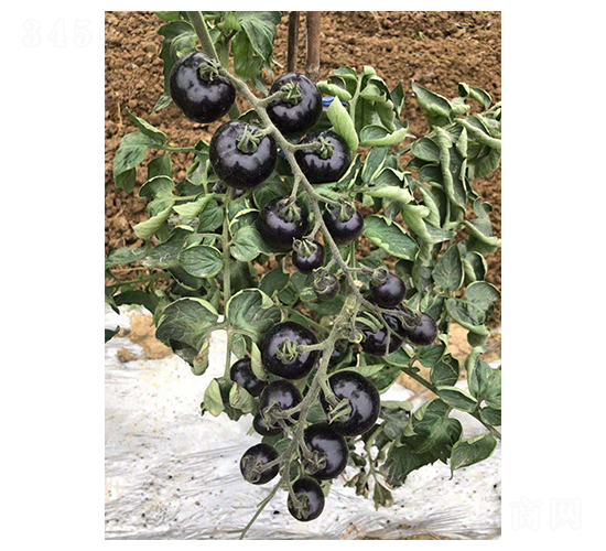 �ڷ��ѷN��-��ϲ�r(n��ng)�I(y��)