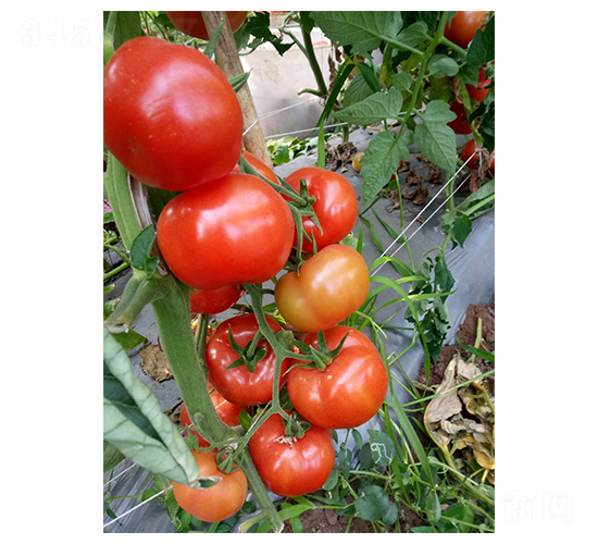 ��t��ɫ��A316-���ѷN��-��ϲ�r(n��ng)�I(y��)