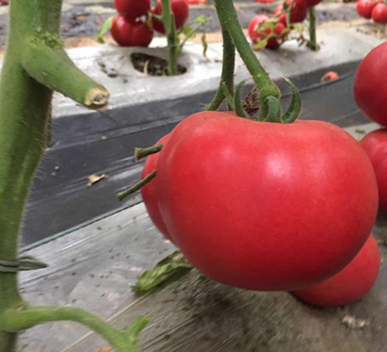 Խ�Č���-��۷��ѷN-��ϲ�r(n��ng)�I(y��)