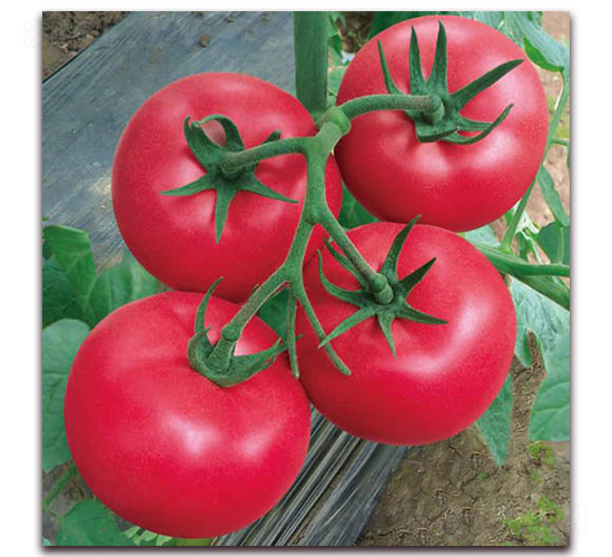 �Ϸ�8-���ѷN��-������