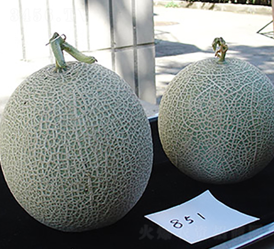 ����851�W(w��ng)�y���-��ϷN��-�M��N��