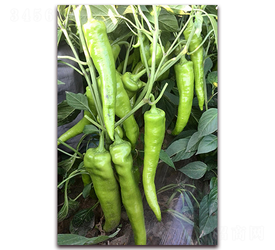 �ׁ���һ̖(h��o)-�����N��-�M��N��