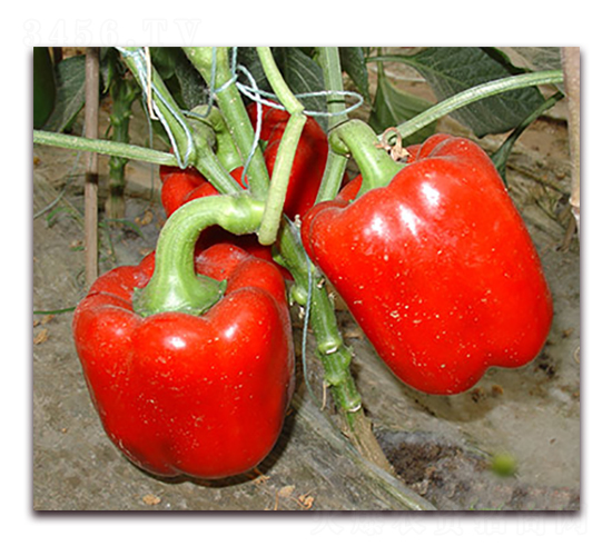 �tԪ����-�𽷷N��-�M��N��