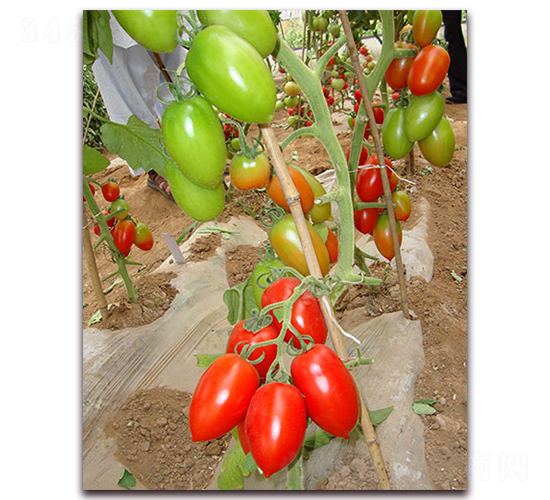 �۸���-���ѷN��-�M��N��