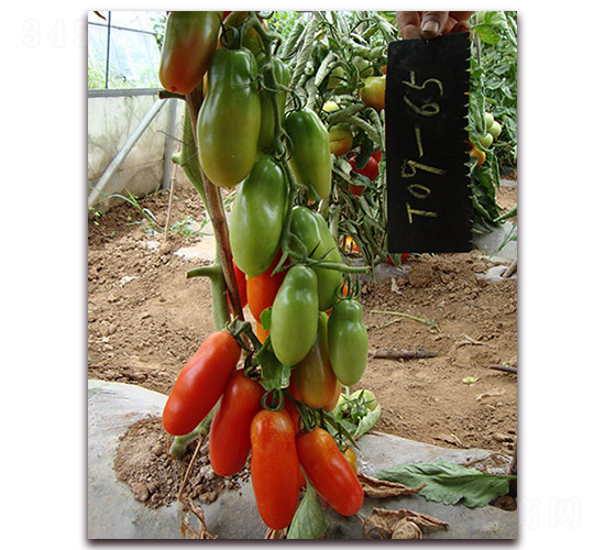 �㽶����-���ѷN��-�M��N��