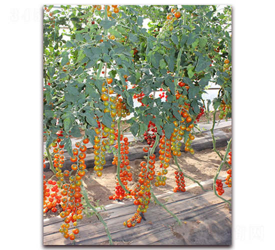 �M��2021���ҷ���-���ѷN��-�M��N��