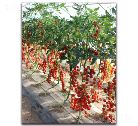 �M��2024���ҷ���-���ѷN��-�M��N��