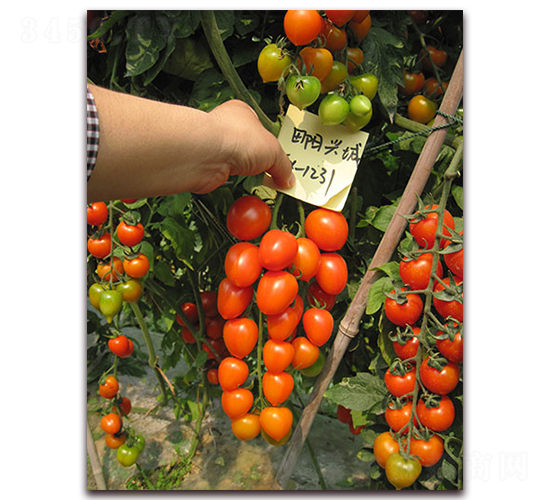 �M��2026���ҷ���-���ѷN��-�M��N��