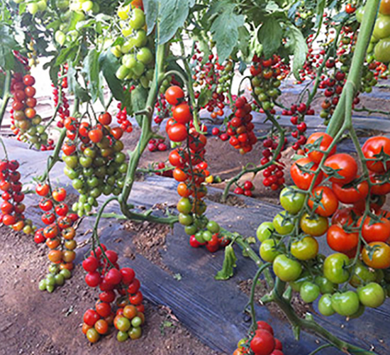 �M��2015���ҷ���-���ѷN��-�M��N��