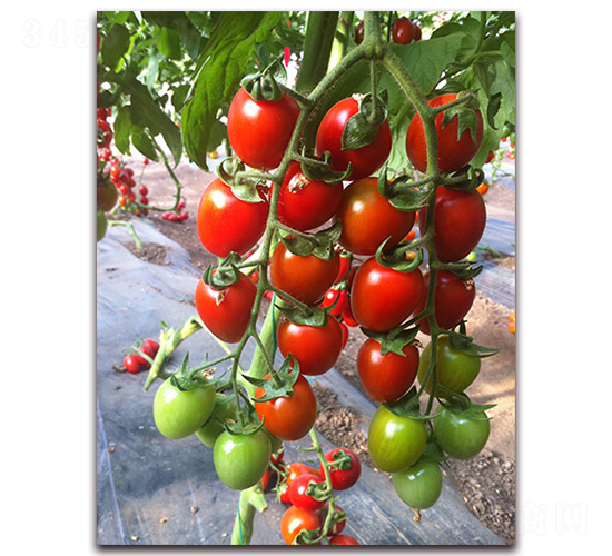 �M��2016���ҷ���-���ѷN��-�M��N��