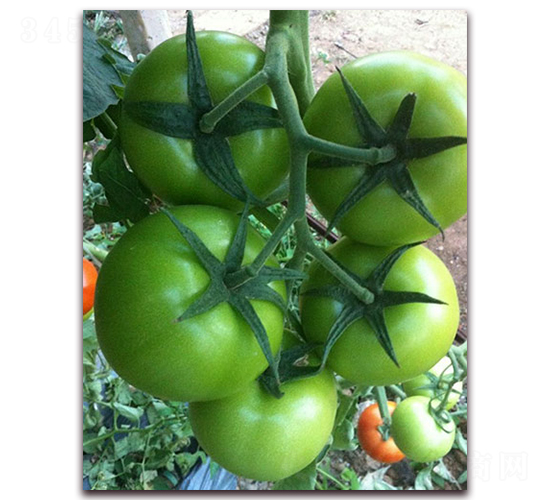 ����8̖����-���ѷN��-�M��N��