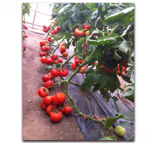 �M��2212����-���ѷN��-�M��N��