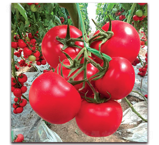 �ݷ�һ̖(h��o)����-���ѷN��-�M��N��