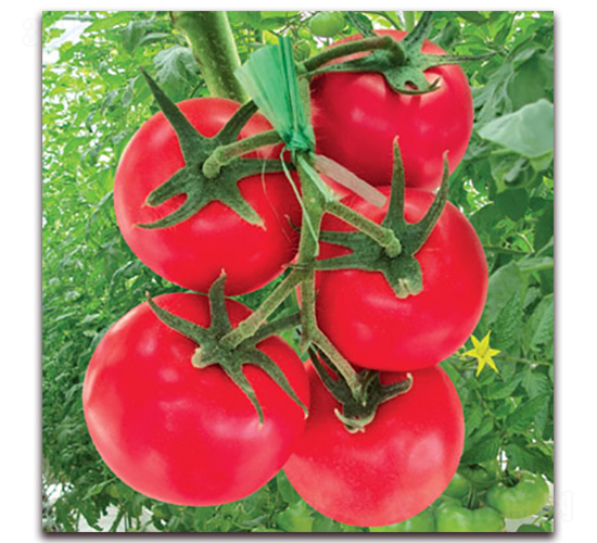 �ݷ���̖(h��o)����-���ѷN��-�M��N��