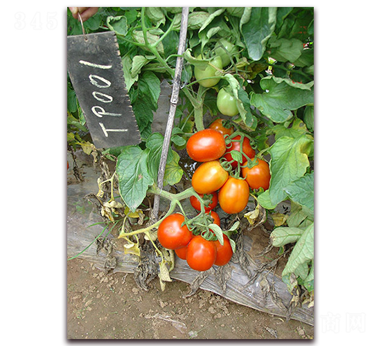 SC-709����-���ѷN��-�M��N��