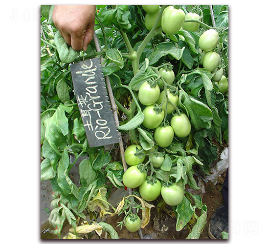 RioGrande����-���ѷN��-�M��N��