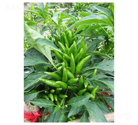 һ֦��(d��)��-���콷�N��-�r(n��ng)���f(w��n)