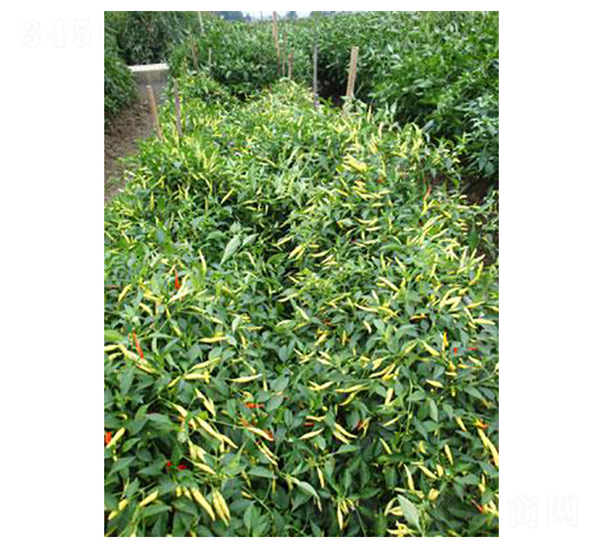 Ұɽ���N��-�r(n��ng)���f