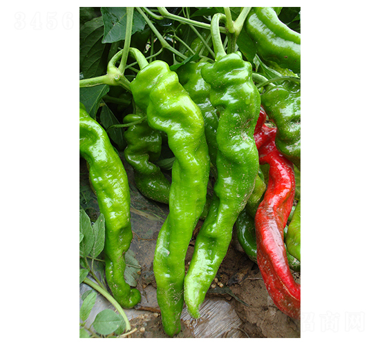 ������5̖-�ݽz���N��-�r(n��ng)���f