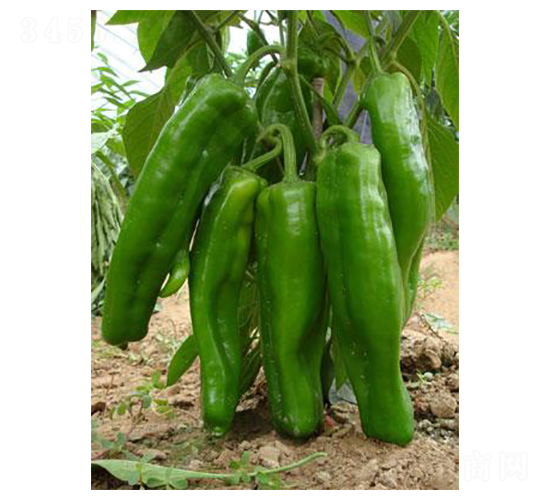 ��܊-�ݽ��N��-�r(n��ng)���f