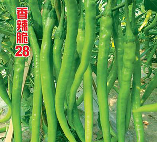 ������28̖(h��o)-�����N��-�r(n��ng)���f(w��n)