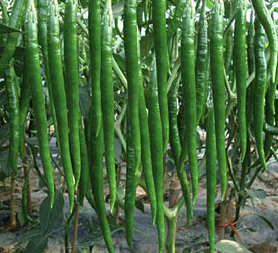 ������13̖-�����N��-�r(n��ng)���f