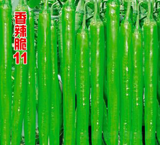 ������11-�����N��-�r(n��ng)���f(w��n)