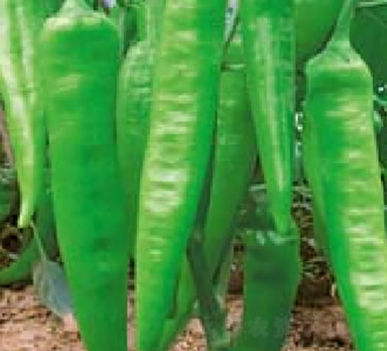 �н���̖-�����N��-�A�S�N�I(y��)