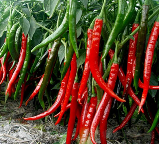 �t��2̖-�����N��-�A�S�N�I(y��)