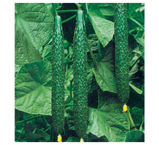 �G����̖F1-�S�ϷN��-�A�S�N�I(y��)