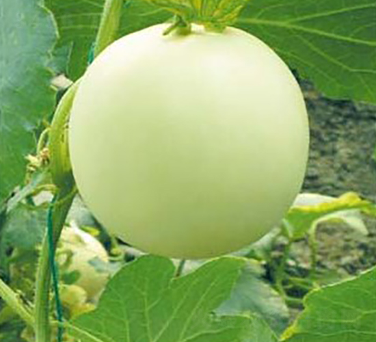 ����һ̖(h��o)-��ϷN��-�A�S�N�I(y��)