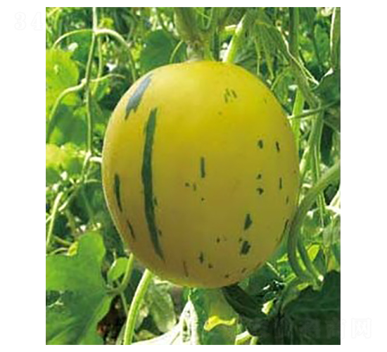 �����S����-��ϷN��-�A�S�N�I(y��)