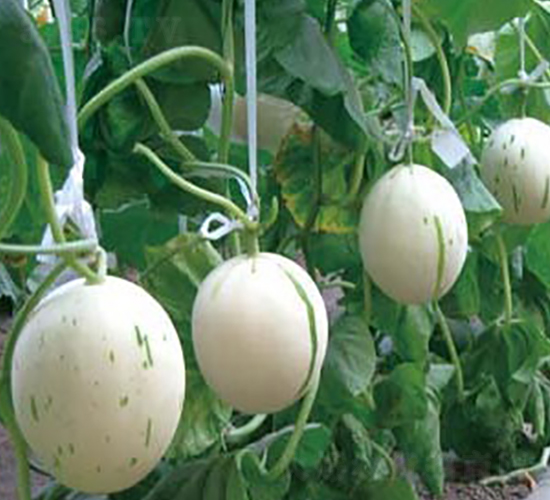 ���������-��ϷN��-�A�S�N�I(y��)