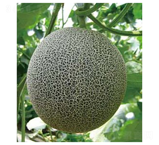 759-��ϷN��-�A�S�N�I(y��)