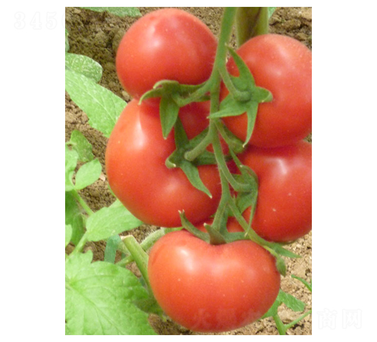 �t�ڶ�̖(h��o)-���ѷN��-�A�S�N�I(y��)