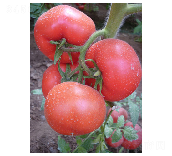 �t��3̖(h��o)-���ѷN��-�A�S�N�I(y��)