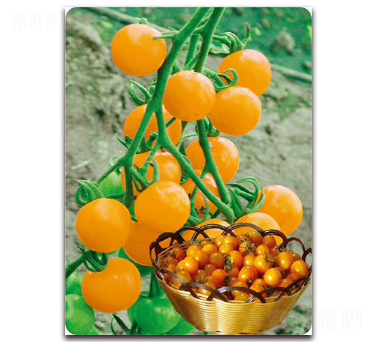 ��̫�-���ҷ��ѷN��-��֮�W