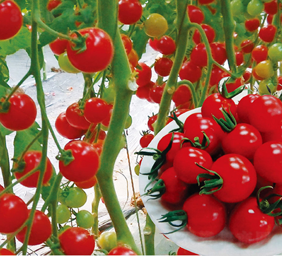 �t�L(f��ng)�-���ҷ��ѷN��-��֮�W